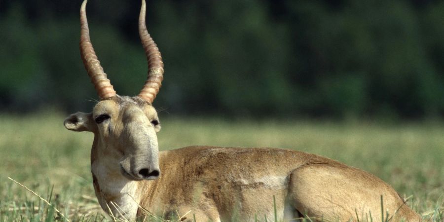Die Massnahmen zum Schutz der Saiga-Antilope in Zentralasien haben gut gegriffen.