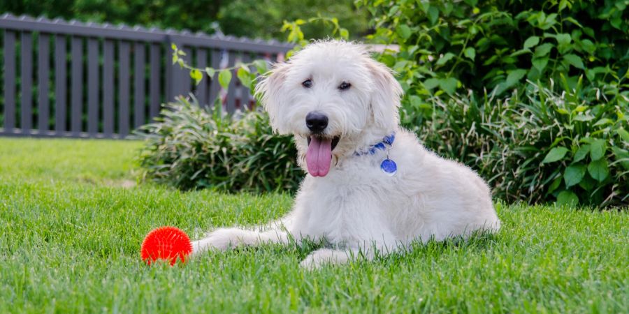 Hund mit Kauspielzeug im Garten