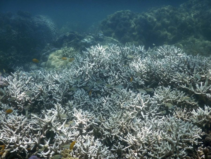 Wegen der jüngsten marinen Hitzewelle gleicht ein 1100 Kilometer langes Gebiet einem unterseeischen Geisterwald. (Archivbild)