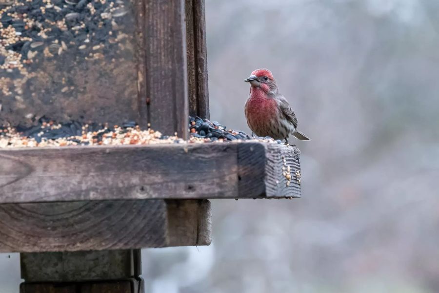 Vogelhäuschen und Vogel.