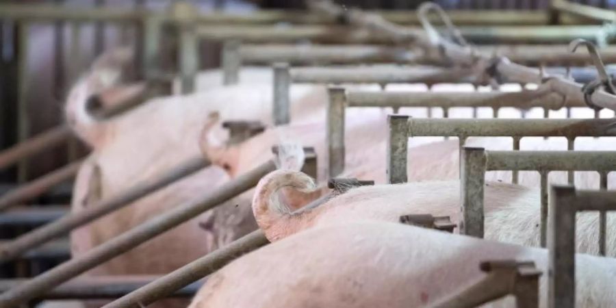 Schweine stehen im Stall eines Mastbetriebs. Foto: Sven Hoppe/dpa