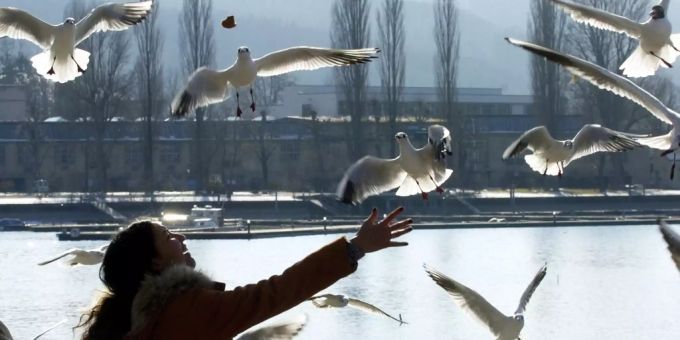 Die Geflügelpest breitet sich in Sachsen-Anhalt aus. (Symbolbild) Geflügelpest