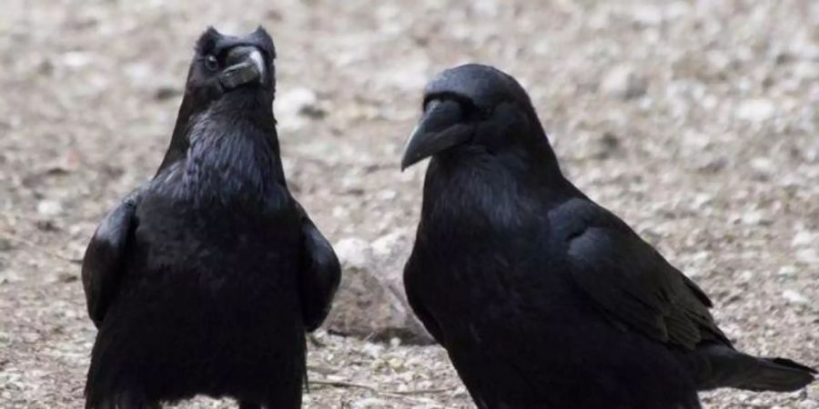 Laut einer Studie sind Raben genauso schlau wie Menschenaffen. Foto: Georgine Szipl/Nature/dpa