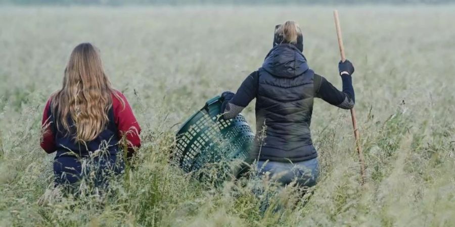 Zwei Helferinnen der Rehkitz-Rettung Weinheim suchen in einer Wiese nach Rehkitze. Foto: Uwe Anspach/dpa