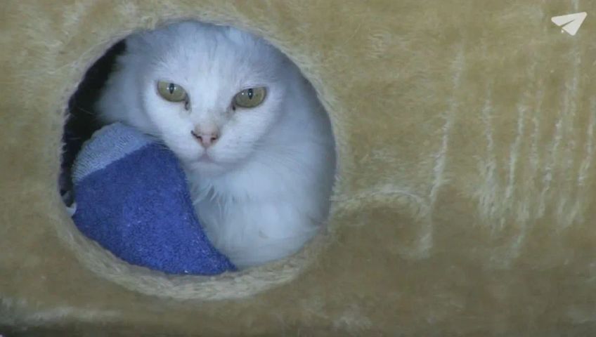lu-katzen-gm