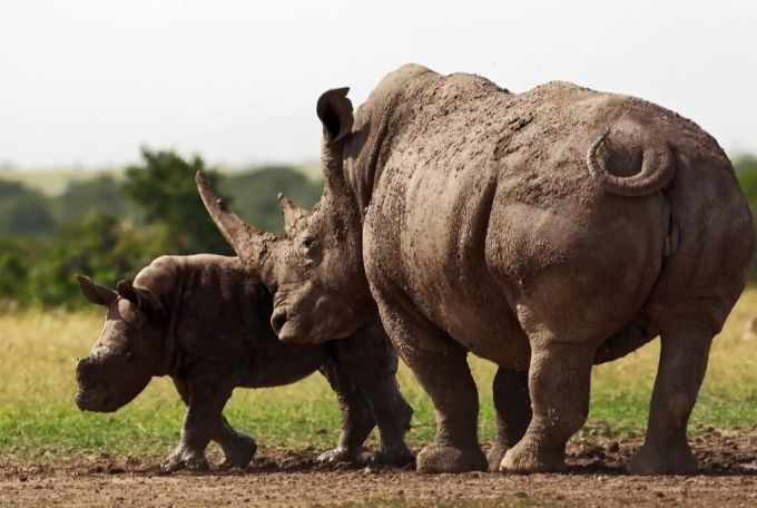 Ein Breitmaulnashorn mit seinem Jungen. k