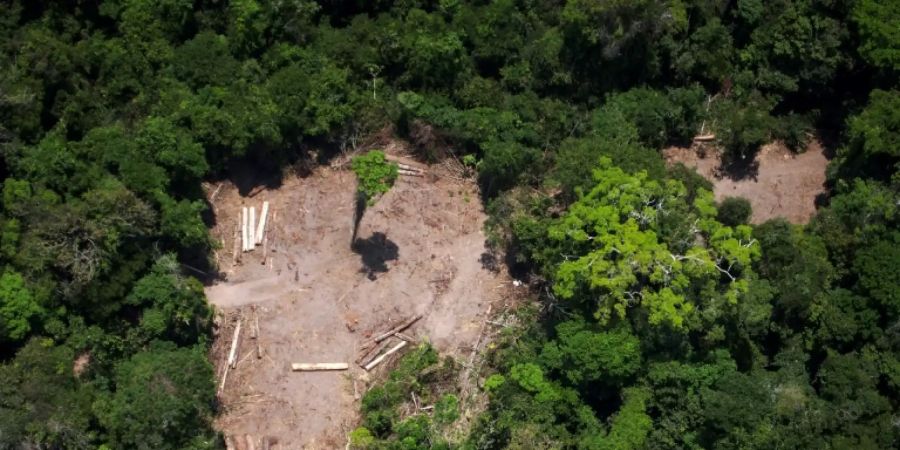 Abgeholzte Fläche im brasilianischen Amazonaswald