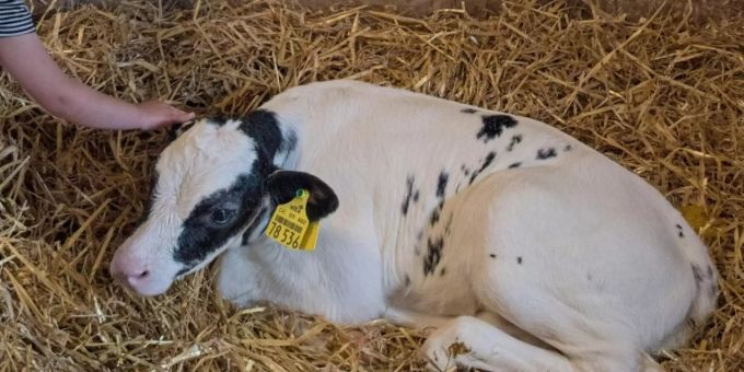 Kalb in einem Stall. (Symbolbild) Kalb Stall Tierquälerei Innerschwyz