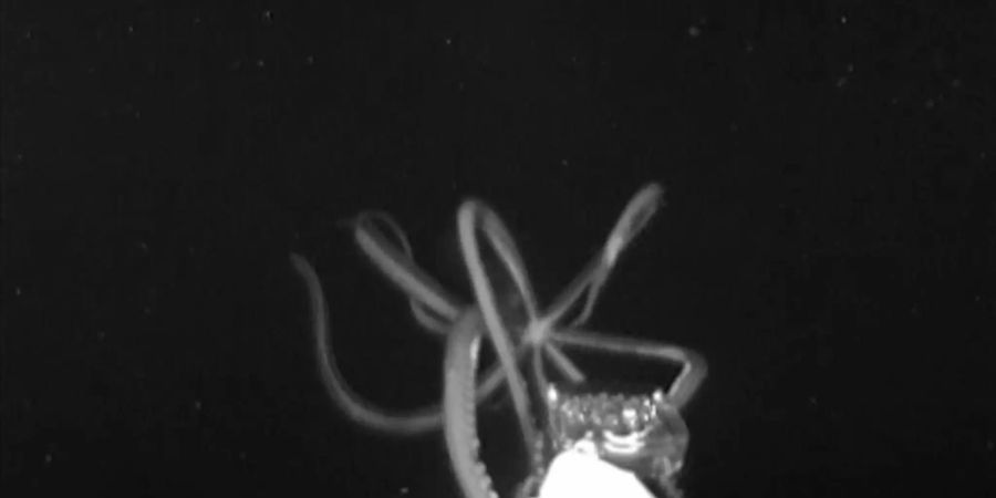 Die Tentakel des Tintenfischs umspielen das neuartige Kamerasystem. Bild: Edie Widder und Nathan Robinson / NOAA