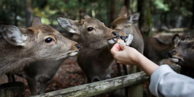 Es ist verboten, den Hirschen anderes Futter als spezielle Cracker zu geben. Es ist verboten, den Hirschen anderes Futter als spezielle Cracker zu geben.