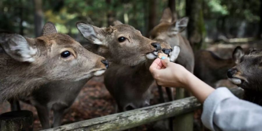 Es ist verboten, den Hirschen anderes Futter als spezielle Cracker zu geben.