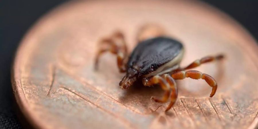 Eine Hyalomma rufipes (Männchen) Zecke liegt auf einer Ein-Cent-Münze. Foto: Fabian Sommer/dpa