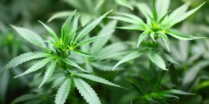 Der Kurssprung von Aurora Cannabis sorgt bei Analysten für Skepsis. (Symbolbild) Aurora Cannabis Aktie