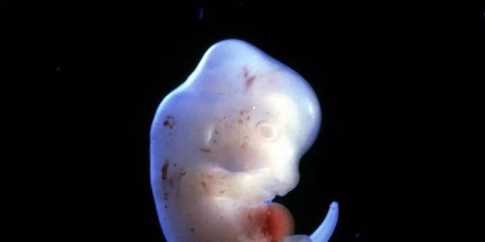 Japanische Forscher wollen menschliche Organe in Tieren züchten - wie etwa in einem Rattenembryo. Foto: Science Pictures ltd/SPL Japanische Forscher wollen menschliche Organe in Tieren züchten - wie etwa in einem Rattenembryo. Foto: Science Pictures ltd/SPL