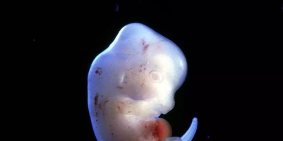 Japanische Forscher wollen menschliche Organe in Tieren züchten - wie etwa in einem Rattenembryo. Foto: Science Pictures ltd/SPL