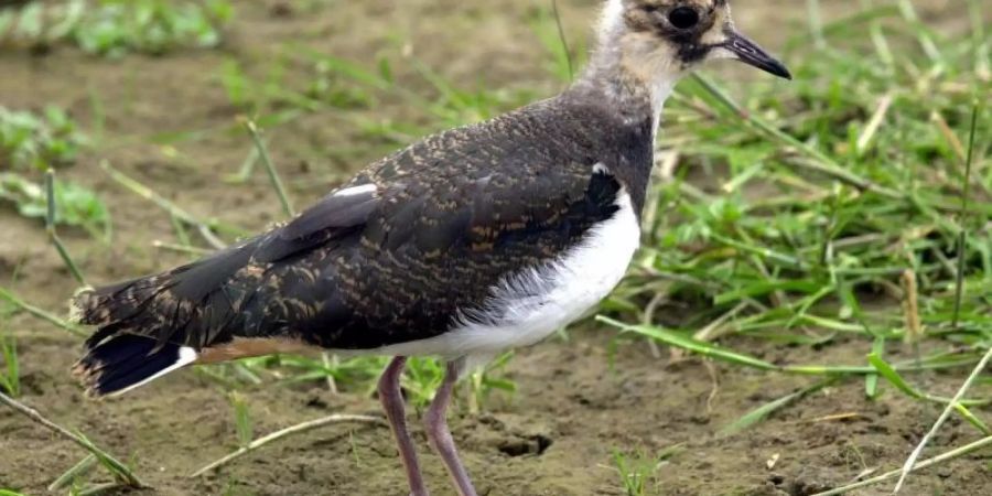 Ein junger Kiebitz: Der Landesbund für Vogelschutz (LBV) sucht bei nächtlichen Einsätzen mit einer Drohne mit Wärmebildkamera nach Vögeln, deren Stimmen immer seltener in dem morgendlichen Konzert zu hören sind. Foto: Roland Scheidemann