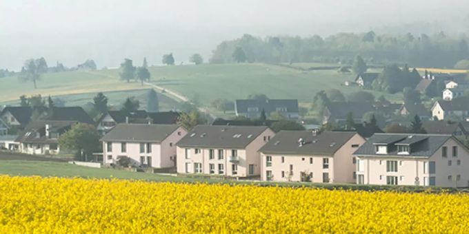 Hinter einem gelben Meer von Blumen stehen Häuser der Gemeinde Lupfig. Gemeinde Lupfig