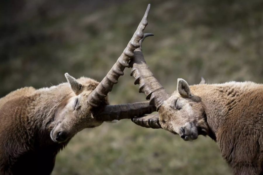 Zwischen April und Juni können die Steinböcke beim Grasen und Kräftemessen in Pontresina beobachtet werden.