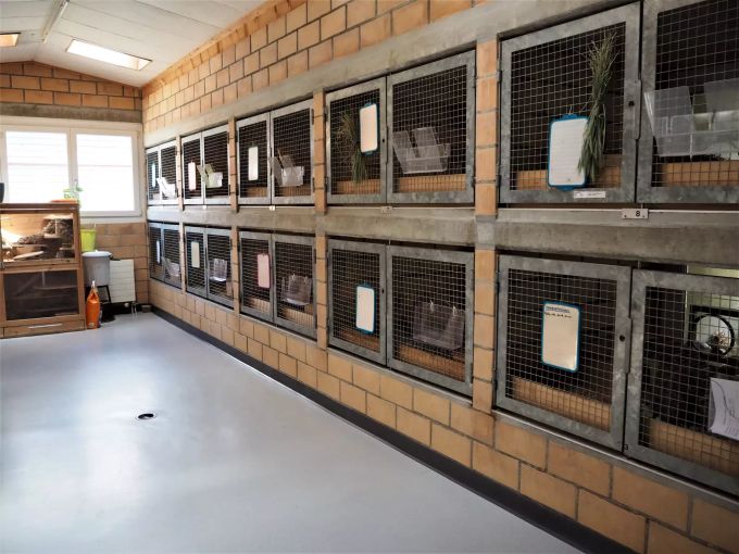Das Tierheim Strubeli bietet auch Platz für Nagetiere. Tierheim Strubeli Hegnau