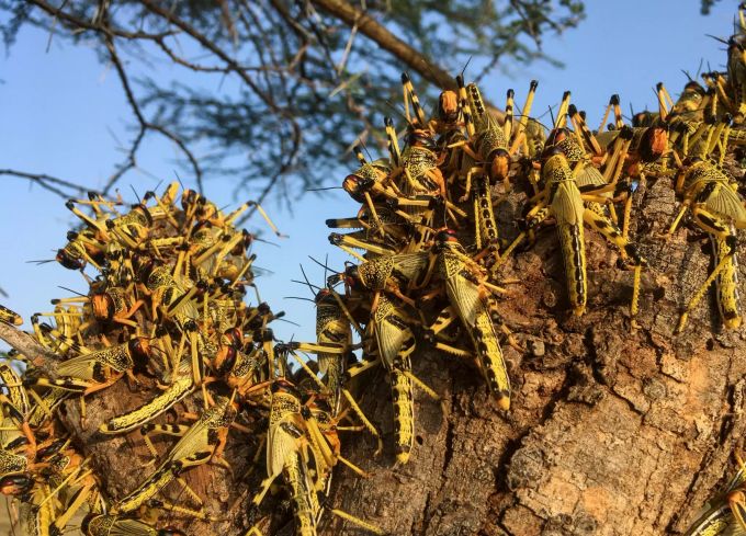 Heuschrecken ruhen auf einem Baum. Es handelt sich um eine der schlimmsten Heuschreckenplagen seit 70 Jahren. Heuschreckenplage in Kenia
