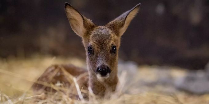 Mähsaison - Tierschutz fordert Rücksicht auf Jungtiere