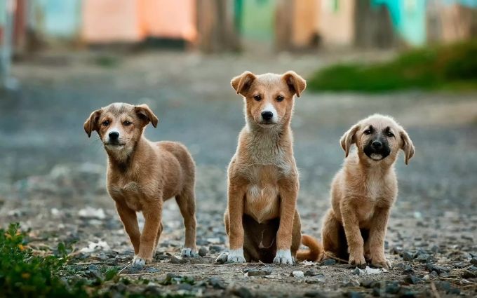 Hunde tolerieren nicht alles. Drei Hunde