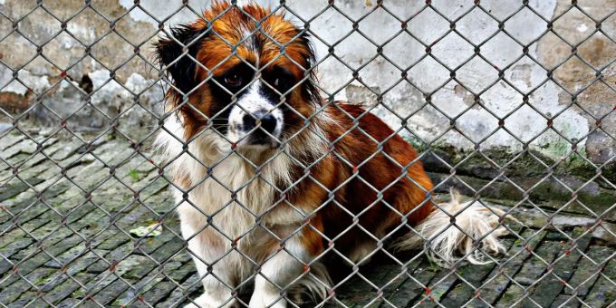 Dieser Hund ist im Tierheim, effektive Altruisten setzen sich mit Spenden an den Tierschutz für solche Tiere ein. Hund im Tierheim spenden