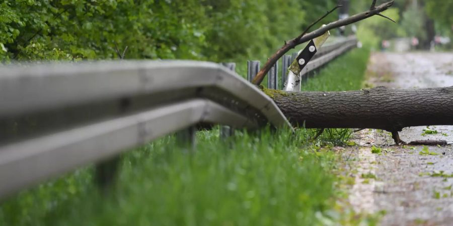 baum umgestürzt