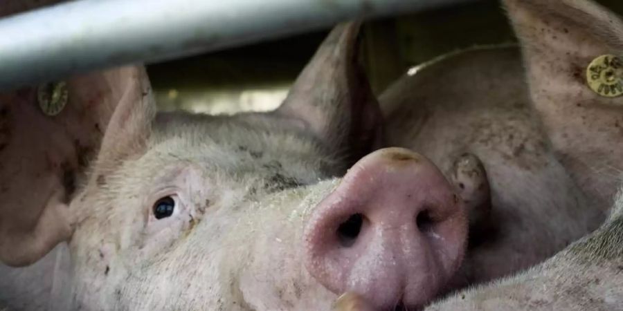Bundeslandwirtschaftsministerin Julia Klöckner wirbt für eine Tierwohlabgabe und will verstärkt gegen Dumping-Preise beim Fleisch vorgehen. Die Grünen fordern Tempo. Foto: picture alliance / dpa