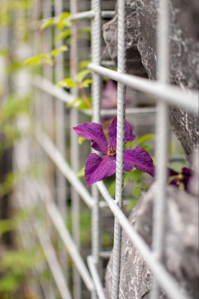 Auf der Suche nach Sonnenstrahlen: eine violette Blume kämpft sich durch die Steine.