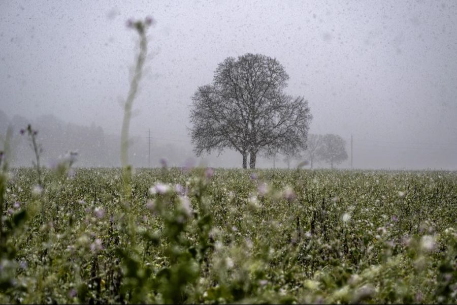 Die Schneefallgrenze liegt am Samstag bei 800 Metern und am Sonntag sinkt sie noch weiter.