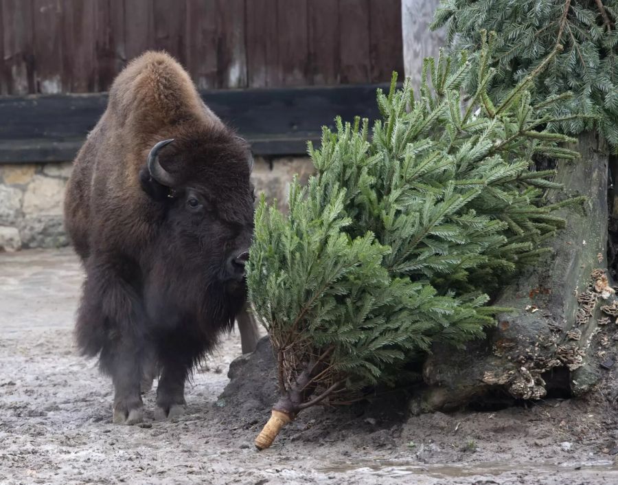 Die Bisons im Zoo Berlin durften sich ebenfalls über einen besonderen Leckerbissen freuen...