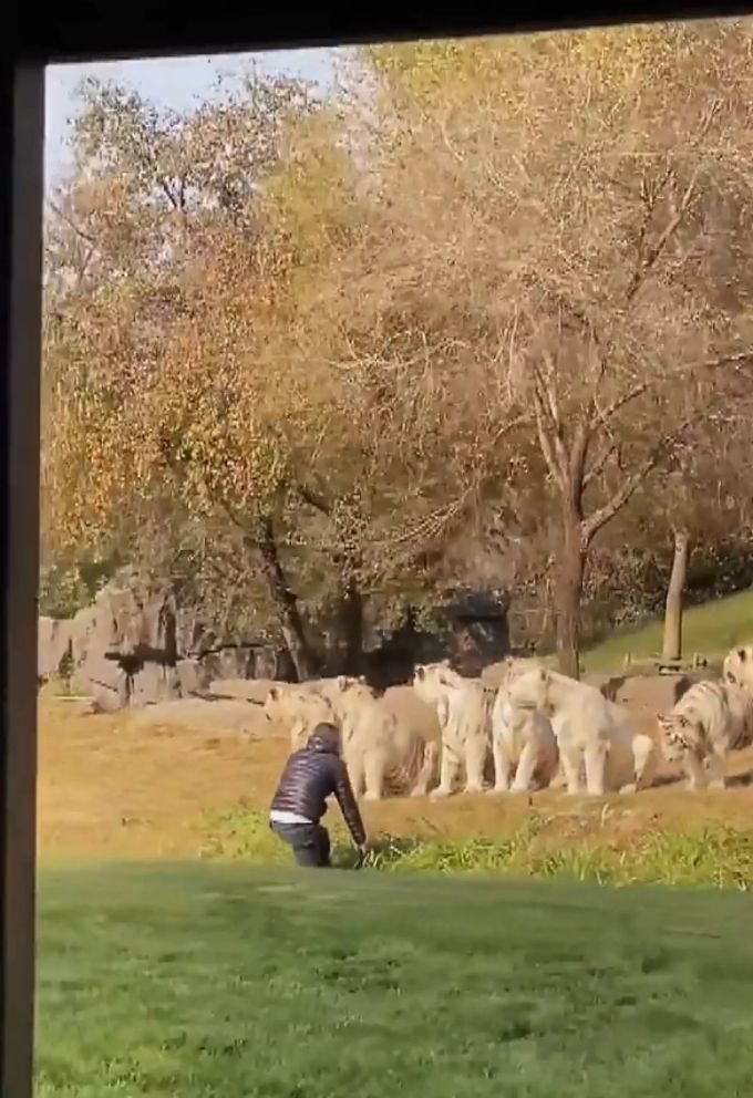 Gefährliche Situation: Ein Besucher provoziert ein Rudel weisser Tiger. weisser tiger