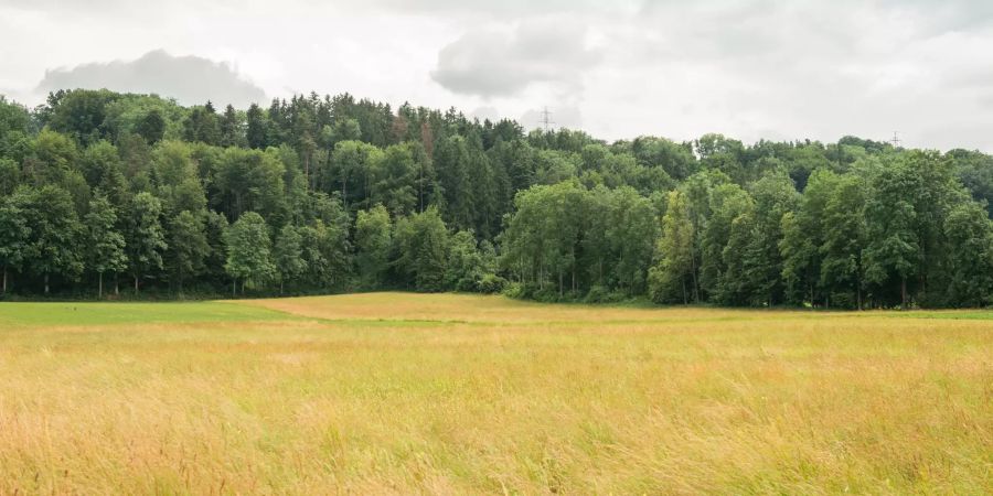 Landwirtschaft bei Niederbüren Flawil.