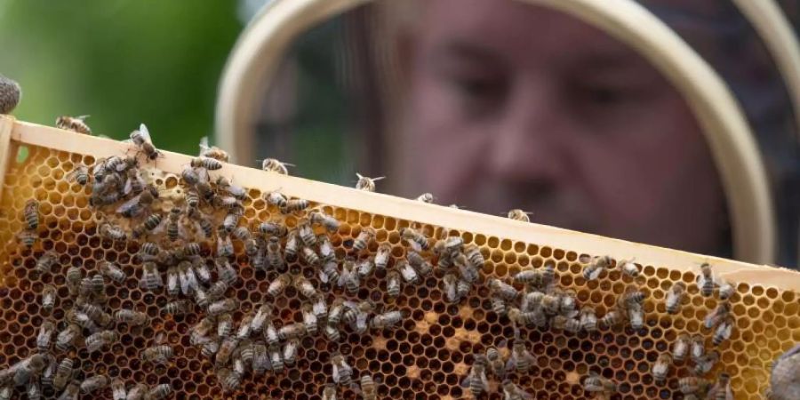 2023 konnten noch 17 Kilogramm Honig geerntet werden, 2024 nur noch 16. (Symbolbild)