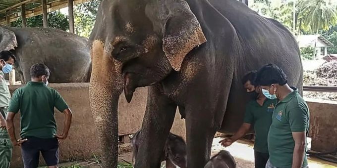 Elefanten-Kuh mit zwei Kälbern in Sri Lanka Elefanten-Kuh mit zwei Kälbern in Sri Lanka
