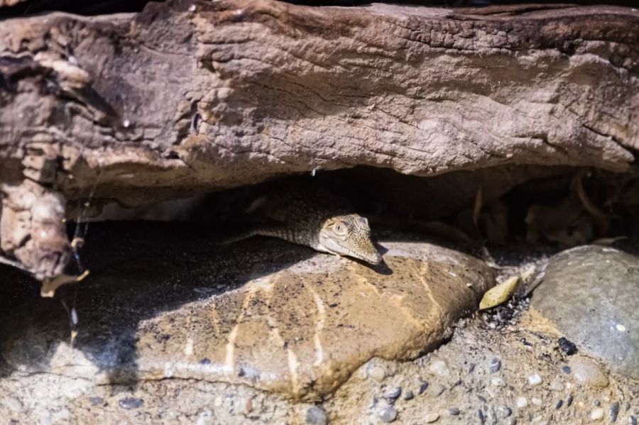 Zoo Basel Krokodil