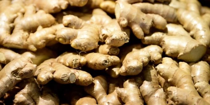 Das Bakterium kann vielen Pflanzenarten massive Schäden zufügen. Ingwer
