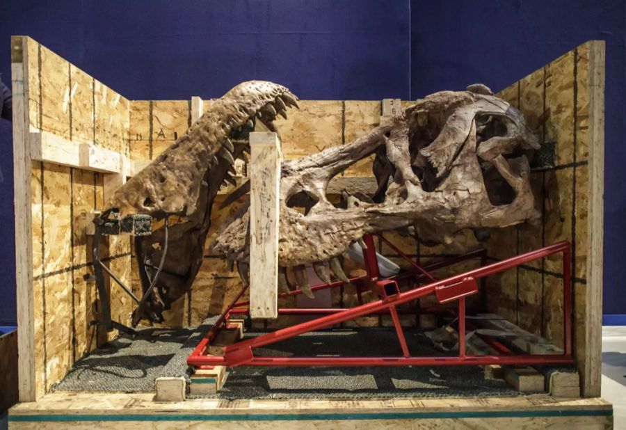 Eine aktuelle Studie schreibt die Familiengeschichte des berühmten Tyrannosaurus Rex neu. (Tyrannosaurus Rex, Ausstellung Paris, Archivbild)