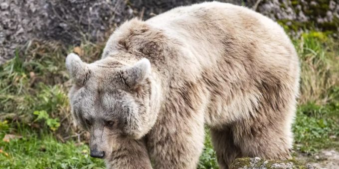 Laila, die Syrische Braunbärin im Tierpark Goldau, kann sich wie ihre Artgenossen ungestraft Winterspeck anfressen. Die Mechanismen, die sie vor Arteriosklerose schützen, könnten eventuell auch für Therapien am Menschen angewandt werden (Archivbild). Laila, die Syrische Braunbärin im Tierpark Goldau, kann sich wie ihre Artgenossen ungestraft Winterspeck anfressen. Die Mechanismen, die sie vor Arteriosklerose schützen, könnten eventuell auch für Therapien am Menschen angewandt werden (Archivbild).