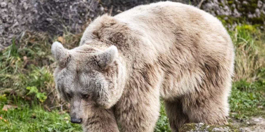 Laila, die Syrische Braunbärin im Tierpark Goldau, kann sich wie ihre Artgenossen ungestraft Winterspeck anfressen. Die Mechanismen, die sie vor Arteriosklerose schützen, könnten eventuell auch für Therapien am Menschen angewandt werden (Archivbild).