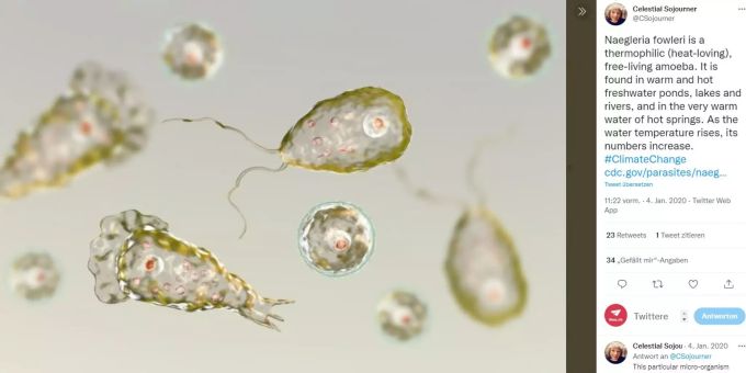 Die hirnfressende Amöbe Naegleria Fowleri kommt im Süsswasser vor. Naegleria Fowleri