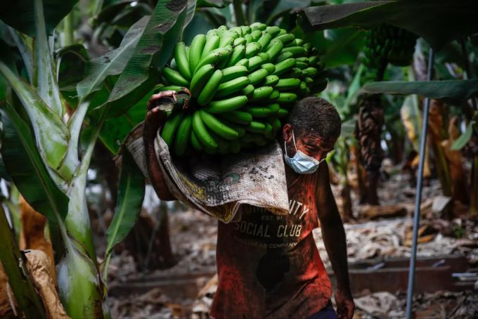 Insbesodnere Bananen-Bauern leiden unter dem Vulkanausbruch. La Palma