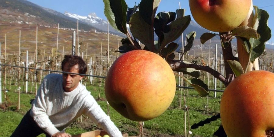 Die Schweizer Obstbauern erwarten eine gute Ernte. Äpfel und Birnen werden nach einem neuen Nachhaltigkeits-Programm produziert. (Symbolbild)