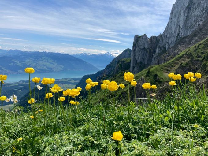 Herrliche Blumenpracht mit Blick auf den Thunersee. Herbstwanderungen