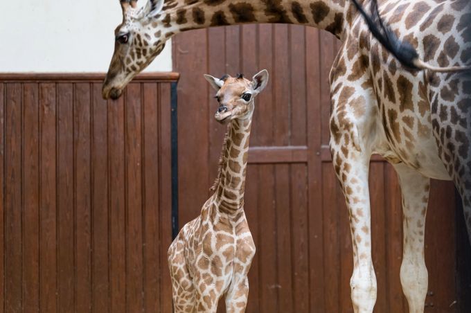 zoo basel
