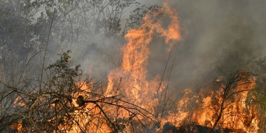 Waldbrand in Bolivien