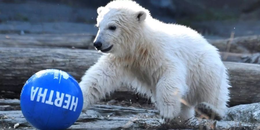 Berliner Eisbärenbaby heisst Hertha