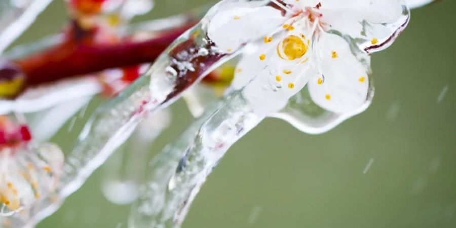 Die Blüten werden mit einer hauchdünnen Eisschicht isoliert und so vor dem Erfrieren geschützt. (Archivbild)