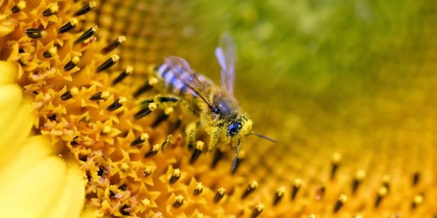 Viele Menschen sorgen sich um den Bestand der Bienen. Bienenfreundliche Angebote wie Nisthilfen oder nektarreiche Blühpflanzen sind stark nachgefragt. Foto: Ralf Hirschberger